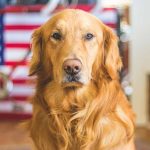 犬に癒しの効果があるのはなぜ？理由や人間への影響について
