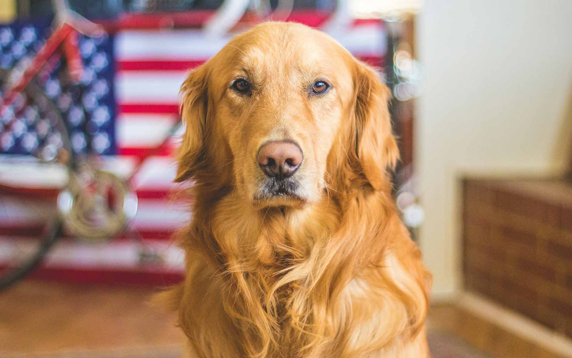 犬に癒しの効果があるのはなぜ？理由や人間への影響について
