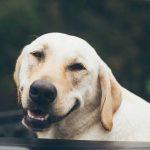 愛犬の老衰はいつごろ？老衰の兆候や症状、飼い主様にできる緩和ケアとは