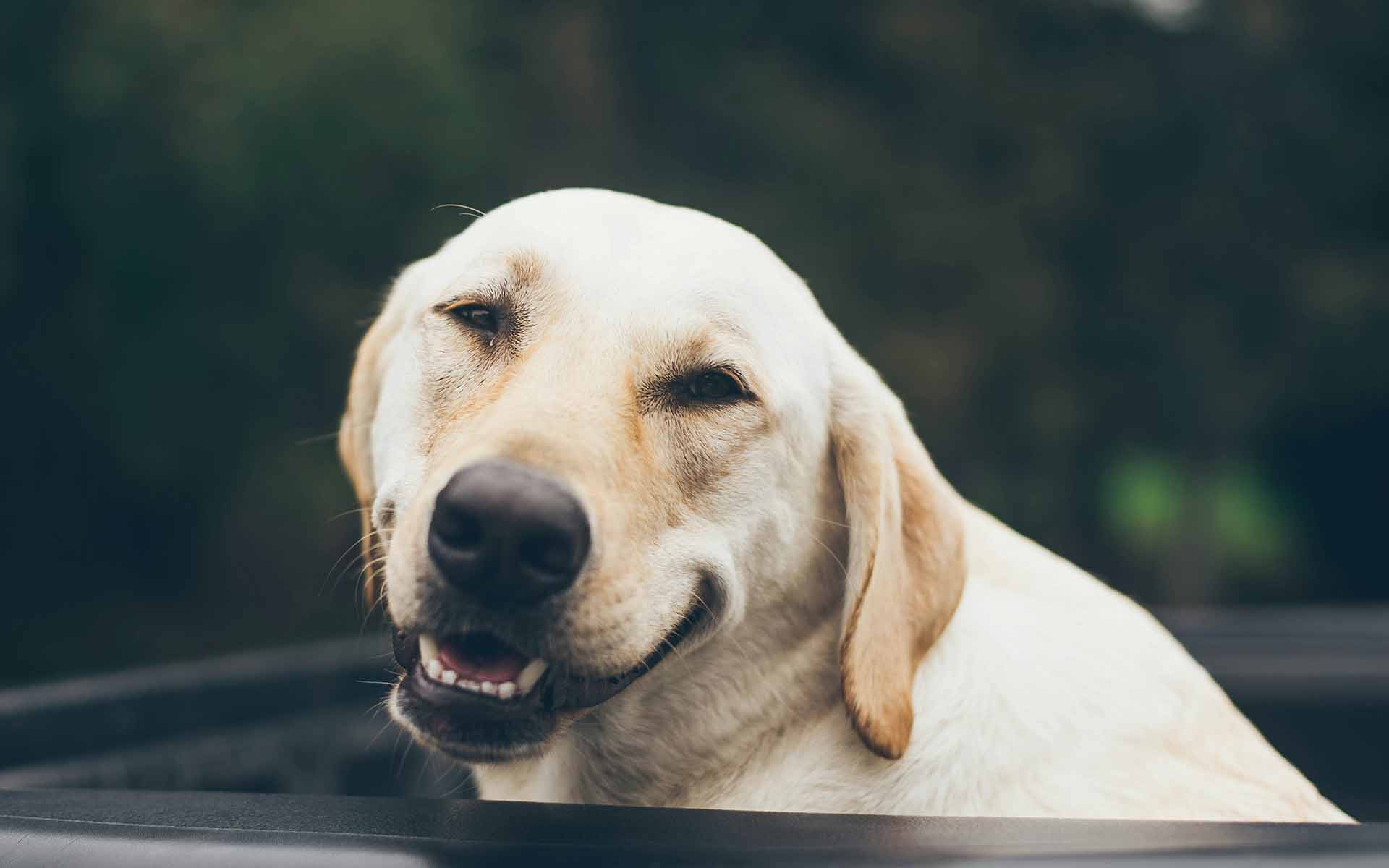 愛犬の老衰はいつごろ？老衰の兆候や症状、飼い主様にできる緩和ケアとは