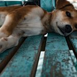 犬も熱中症になると危険！原因や症状、予防法を解説