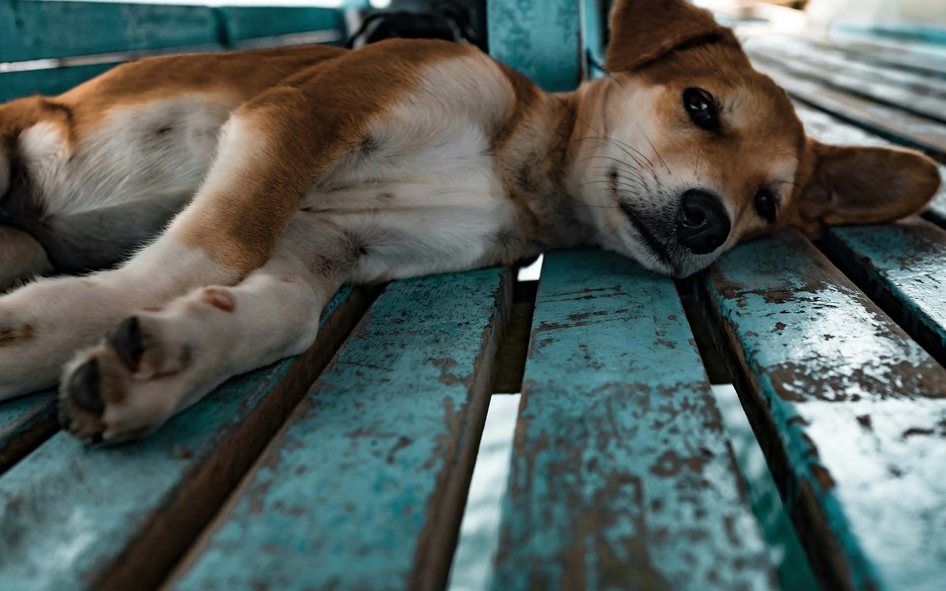 犬も熱中症になると危険！原因や症状、予防法を解説