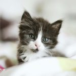 猫の鼻くそが黒い？その原因と対処法を徹底解説