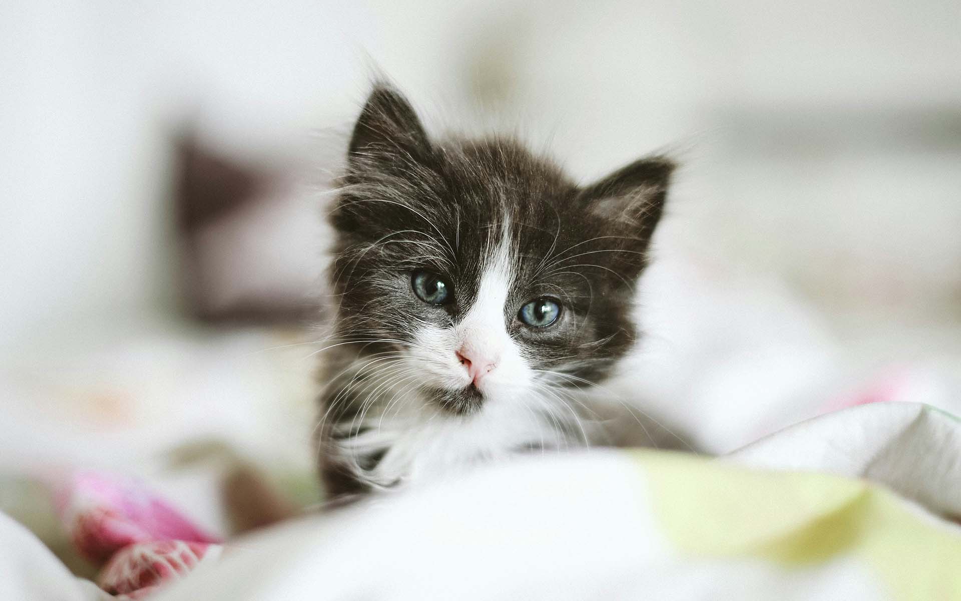 猫の鼻くそが黒い？その原因と対処法を徹底解説
