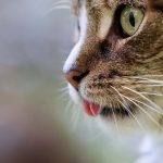 猫の噛み癖の原因と対策は？癖を改善する方法について徹底解説