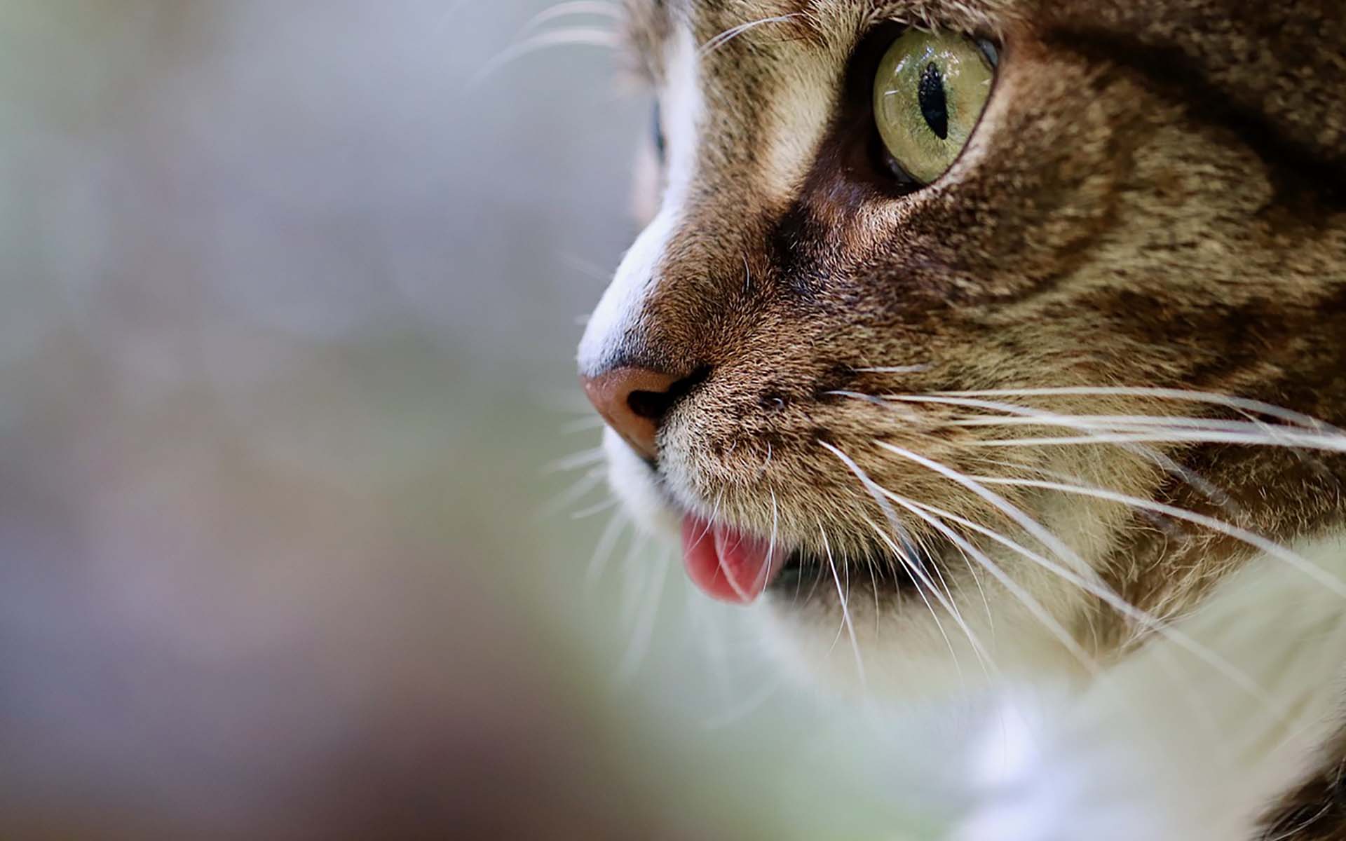 猫の噛み癖の原因と対策は？癖を改善する方法について徹底解説