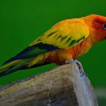 インコの平均寿命は？長生きさせる飼育方法やよくある病気、亡くなった際の供養方法を紹介