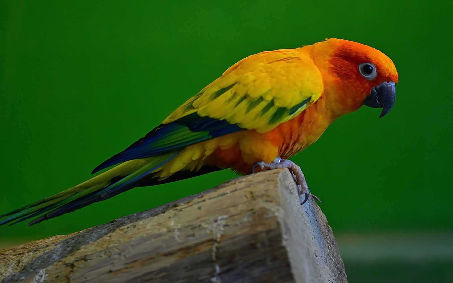 インコの平均寿命は？長生きさせる飼育方法やよくある病気、亡くなった際の供養方法を紹介