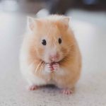 ハムスター初心者必見！種類別の特徴と飼育方法を紹介