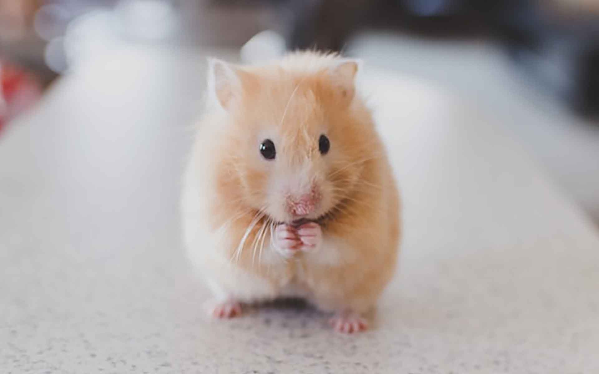 ハムスター初心者必見！種類別の特徴と飼育方法を紹介