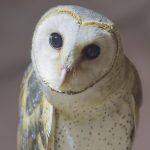 フクロウの寿命は長い？フクロウと楽しく過ごすために出来ること