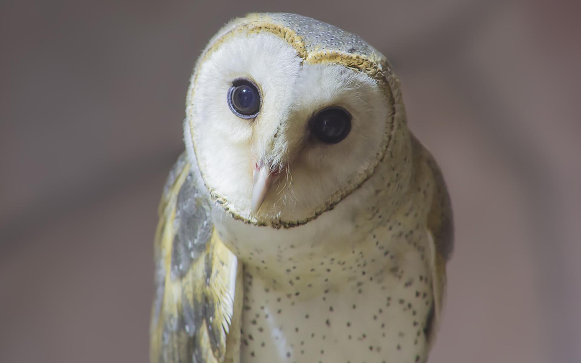 フクロウの寿命は長い？フクロウと楽しく過ごすために出来ること