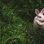 うさぎが死ぬ時のサインとは？体調の変化や死亡原因、亡くなった後の供養方法