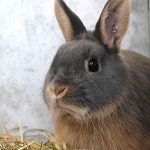 ネザーランドドワーフの寿命を延ばすためのケアと方法