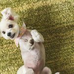 犬が仰向けになる理由とは？仰向けになる犬の気持ちについて解説
