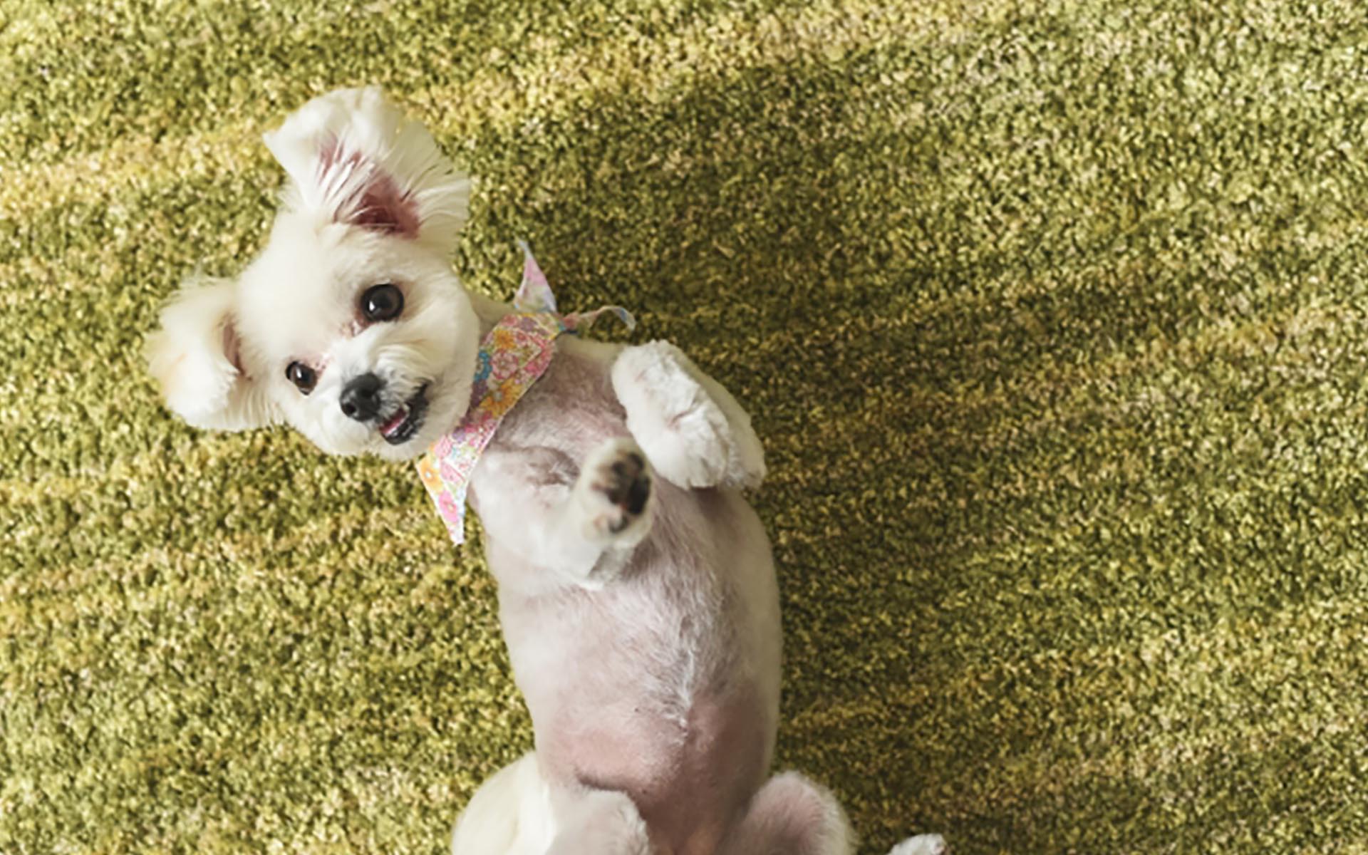 犬が仰向けになる理由とは？仰向けになる犬の気持ちについて解説