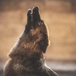 吠える犬のしつけ方とは？吠える原因やしつけ方法、注意点を解説