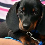 犬のクッシング症候群とは？症状・原因・治療法を徹底解説