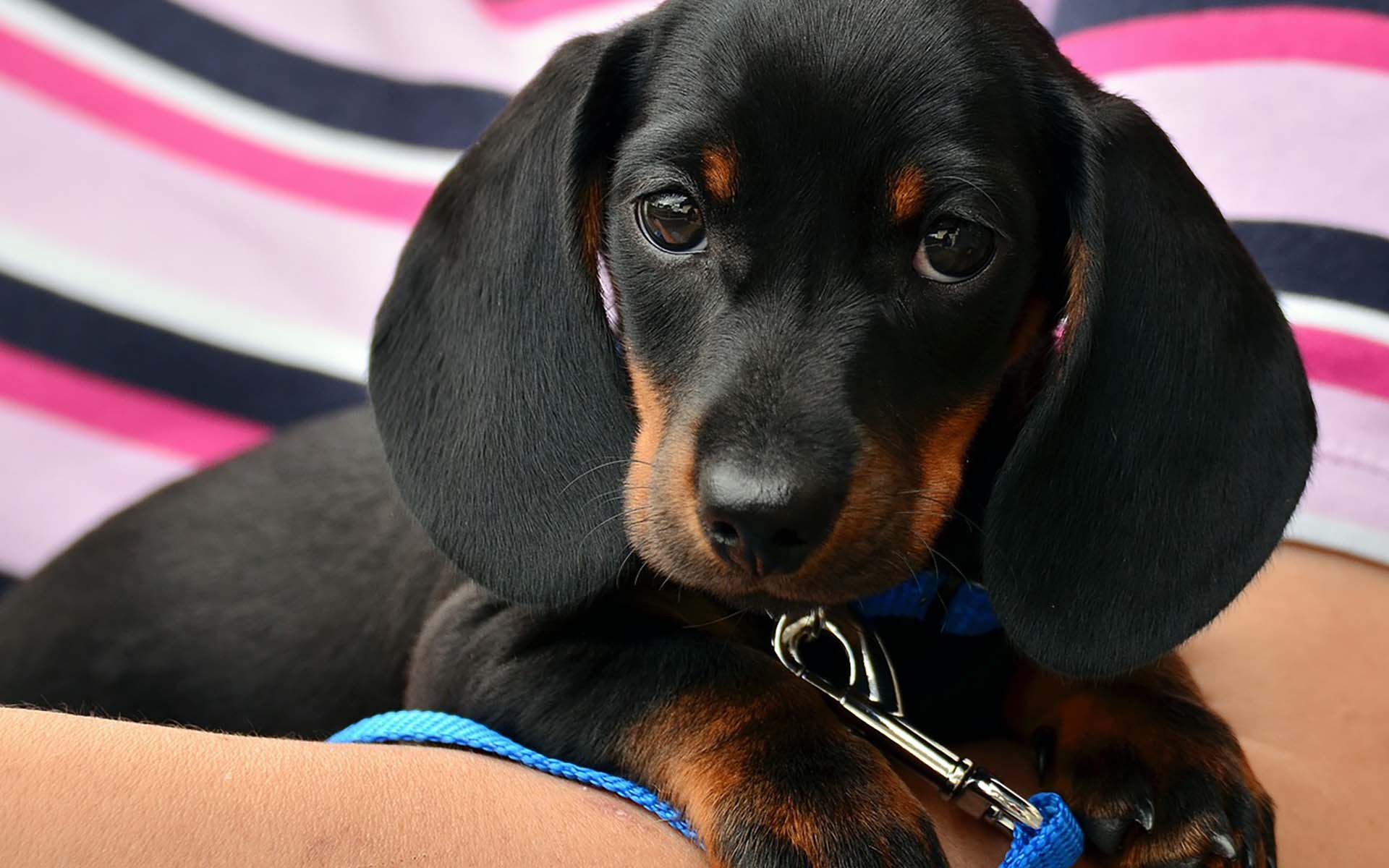 犬のクッシング症候群とは？症状・原因・治療法を徹底解説