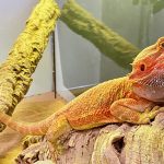 フトアゴヒゲトカゲの寿命は？長生きさせるコツ