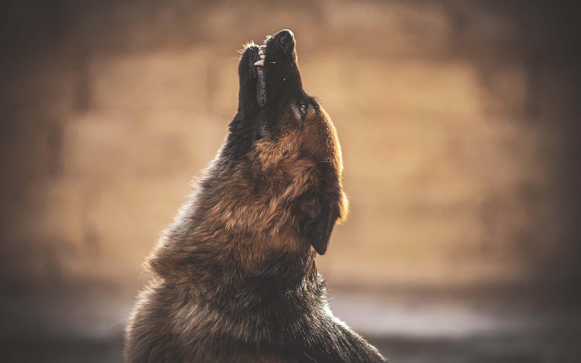 吠える犬のしつけ方とは？吠える原因やしつけ方法、注意点を解説