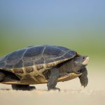 クサガメの寿命とは？長生きさせるための飼育方法と注意点