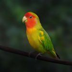 コザクラインコの寿命について知っておくべきことや長生きする方法