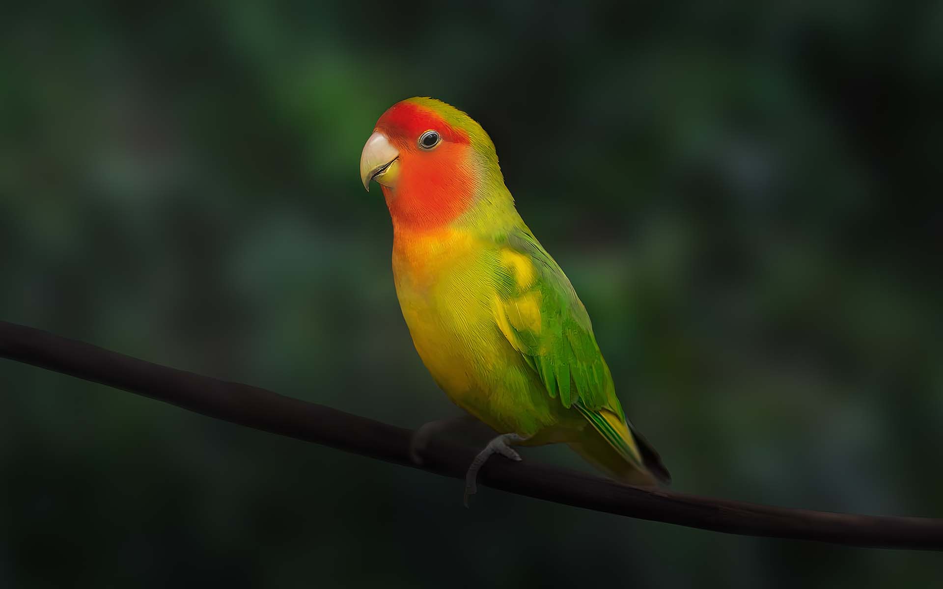 コザクラインコの寿命について知っておくべきことや長生きする方法