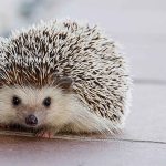 ハリネズミの寿命を延ばすための具体的な飼育方法とケア