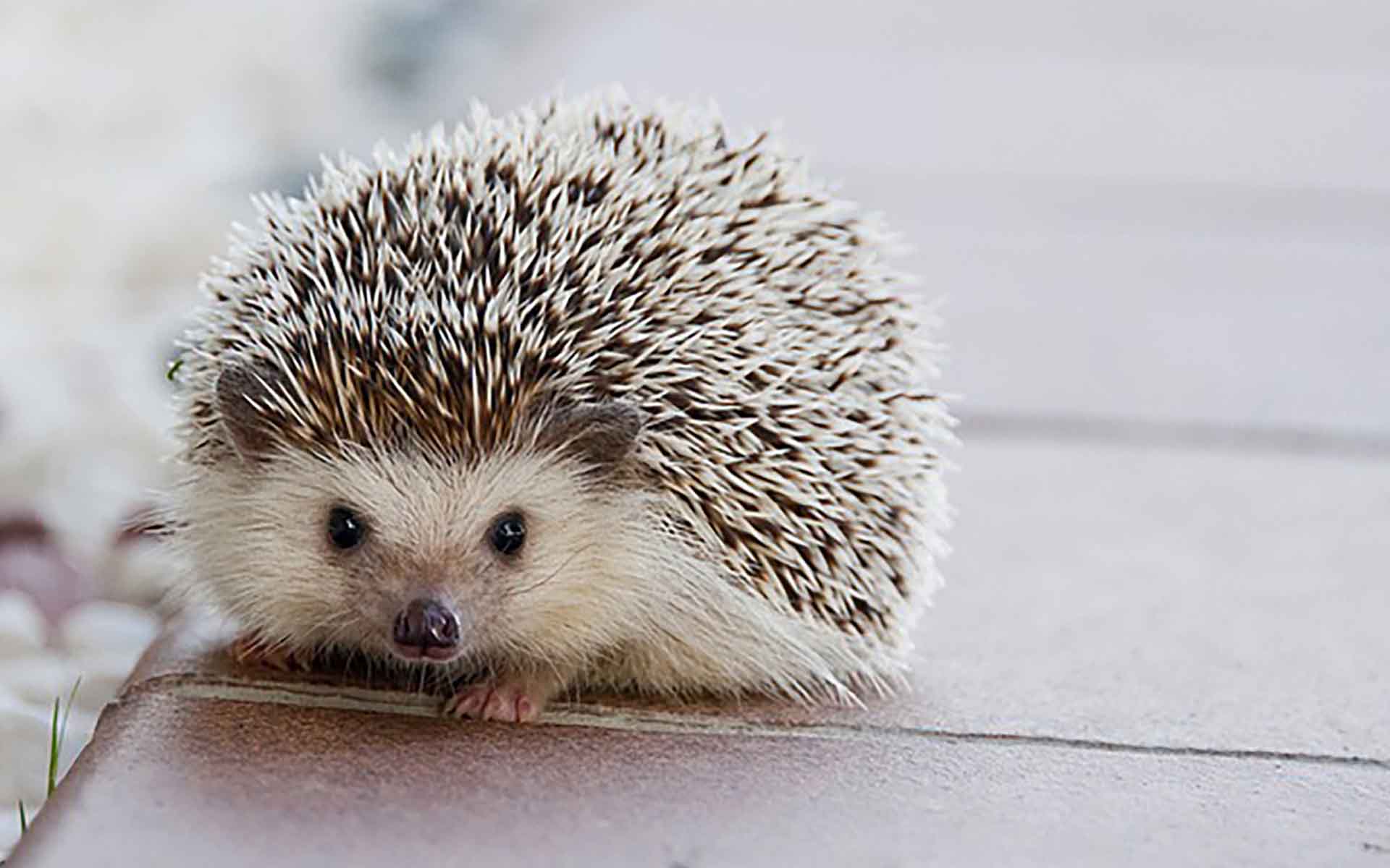ハリネズミの寿命を延ばすための具体的な飼育方法とケア