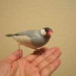 文鳥の寿命はどれくらい？長生きさせるためにはどうしたら良いか