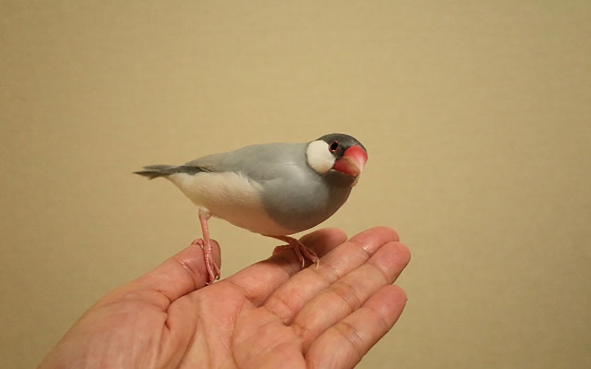 文鳥の寿命はどれくらい？長生きさせるためにはどうしたら良いか