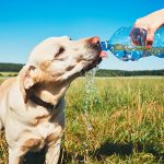 犬の水の飲み過ぎとは？注意すべきポイントと対処法