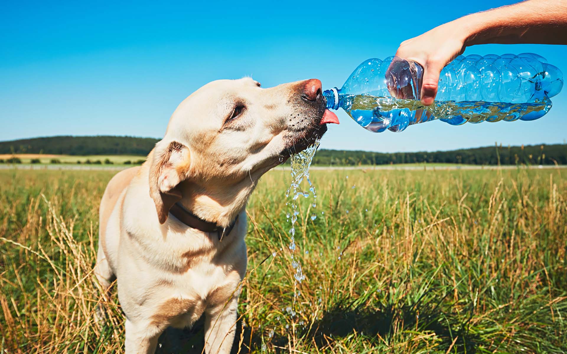 犬の水の飲み過ぎとは？注意すべきポイントと対処法