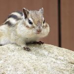 【リスの寿命は？】平均寿命と飼育の際に気を付けることを解説