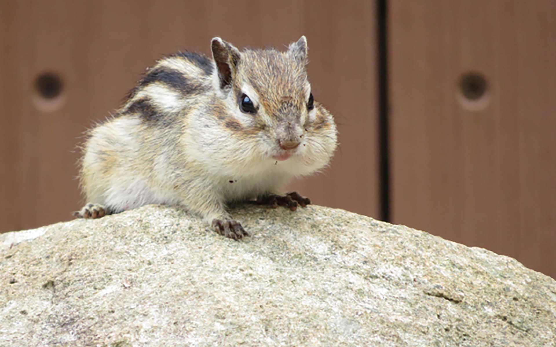 【リスの寿命は？】平均寿命と飼育の際に気を付けることを解説