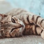 猫の鳴き声の意味とは？鳴く種類によって体調不良の場合もある