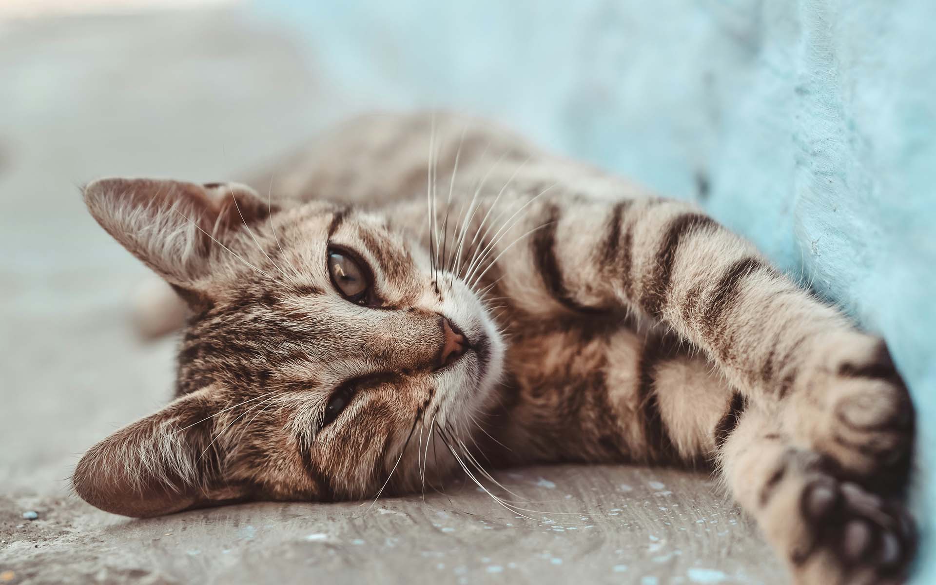 猫の鳴き声の意味とは？鳴く種類によって体調不良の場合もある