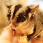 フクロモモンガの寿命は長い？どう飼育するべきなのか解説