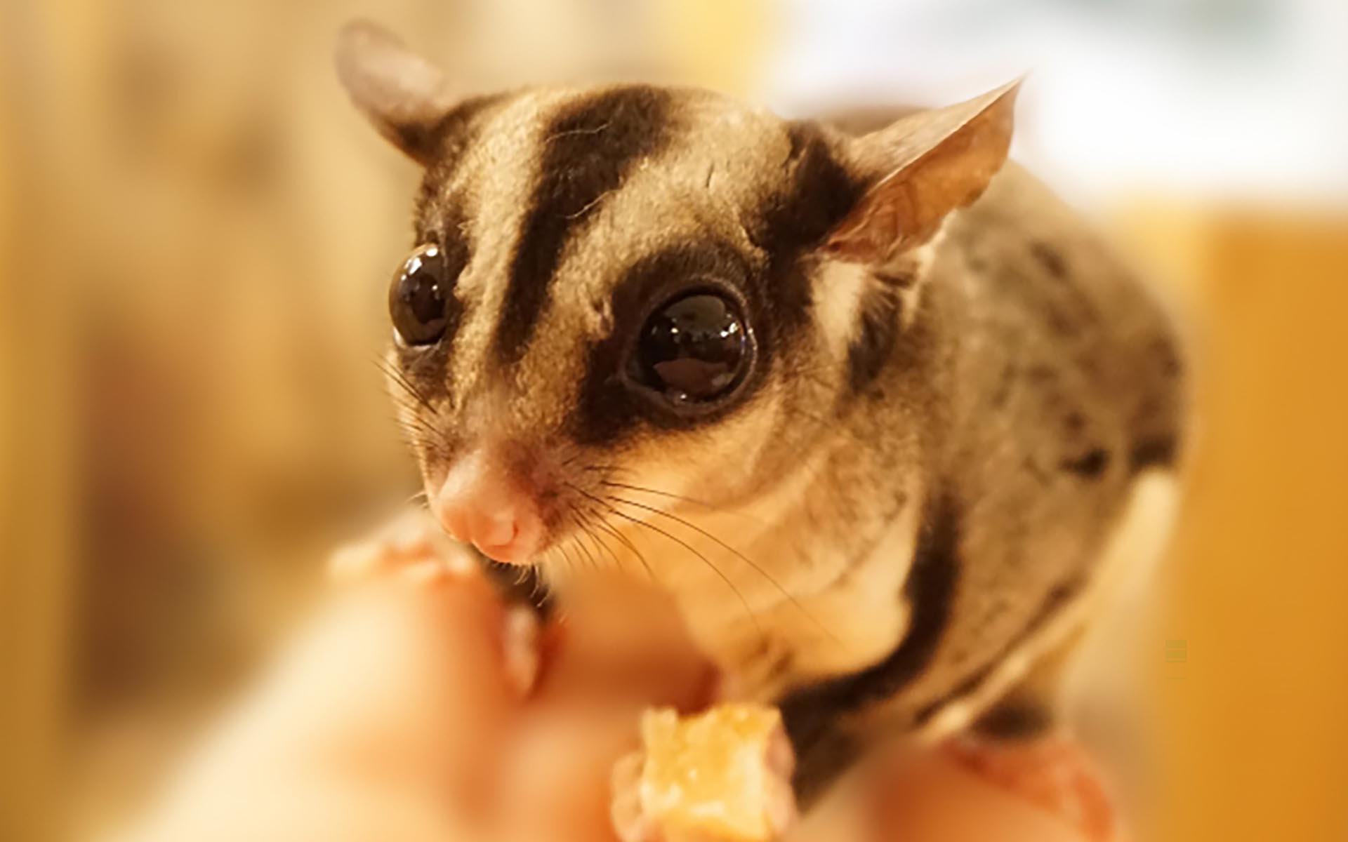 フクロモモンガの寿命は長い？どう飼育するべきなのか解説