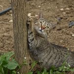 猫が爪を噛むのはなぜ？噛む理由や対処方法について解説