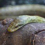 【ヘビの寿命は？】平均寿命と長生きのために知っておくべきこと