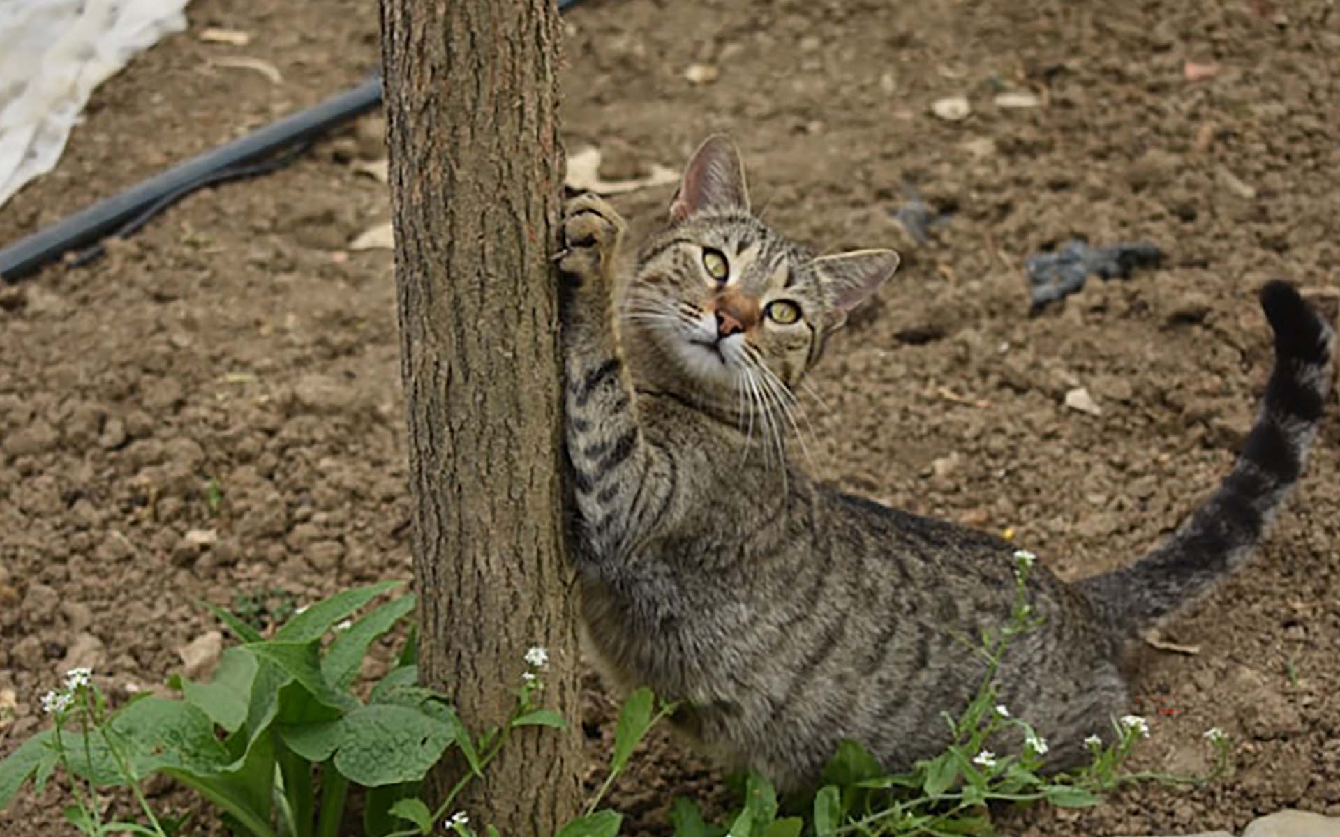 猫が爪を噛むのはなぜ？噛む理由や対処方法について解説