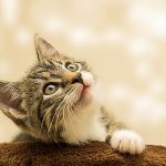 猫の白血病（FeLV）症状や予防策、治療法のすべて
