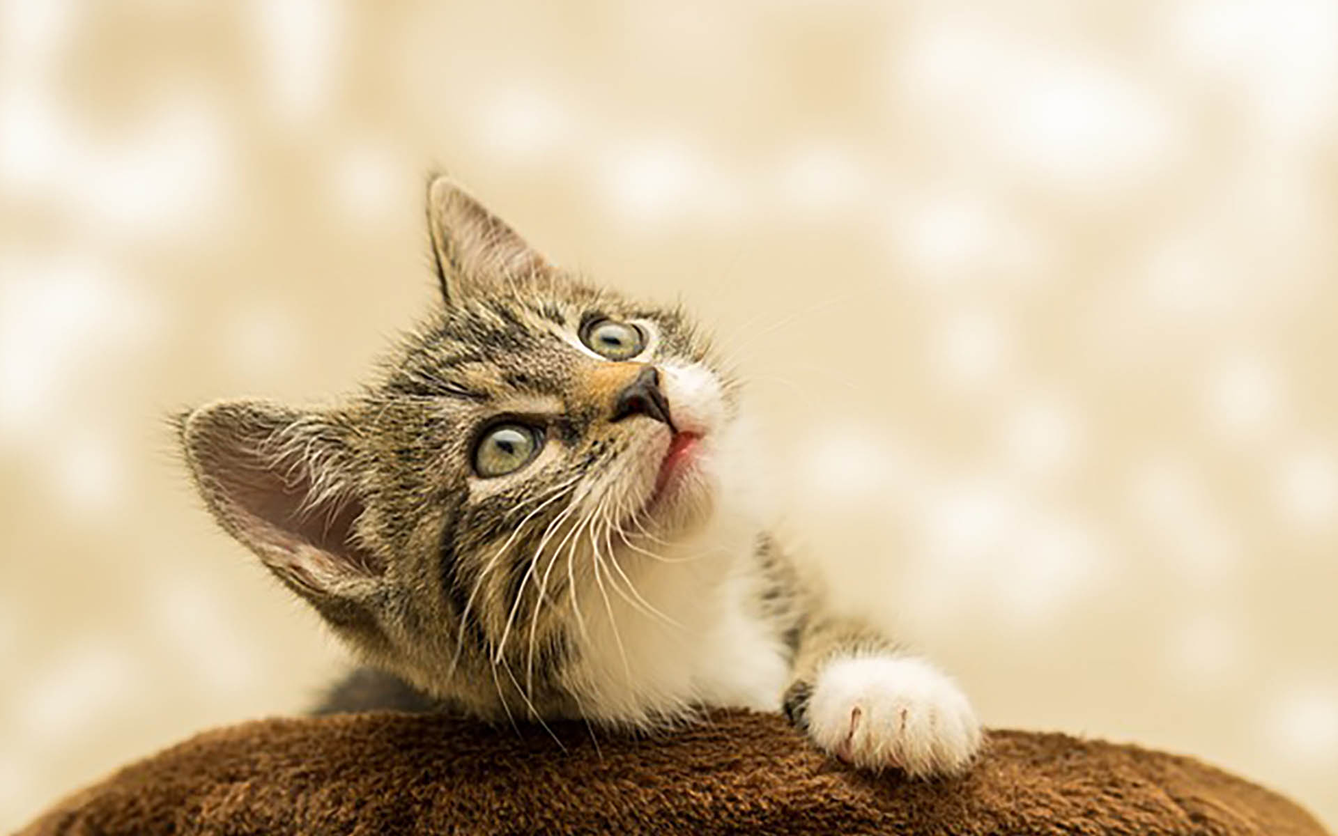 猫の白血病（FeLV）症状や予防策、治療法のすべて