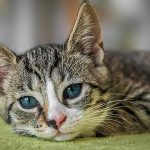 愛猫を守る！熱中症の症状と応急処置、効果的な予防法について紹介