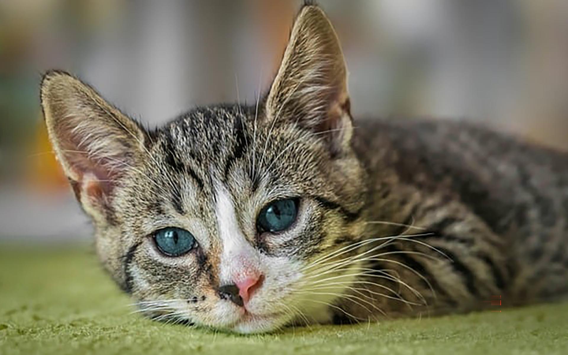 愛猫を守る！熱中症の症状と応急処置、効果的な予防法について紹介