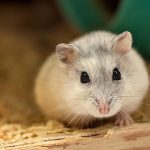 ハムスターケージの掃除ポイントを解説！頻度や手順について