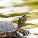 ミドリガメの寿命はどのくらい？平均寿命と注意すべきポイントを紹介